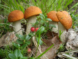 лесные грибы